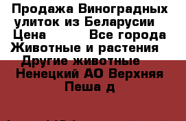 Продажа Виноградных улиток из Беларусии › Цена ­ 250 - Все города Животные и растения » Другие животные   . Ненецкий АО,Верхняя Пеша д.